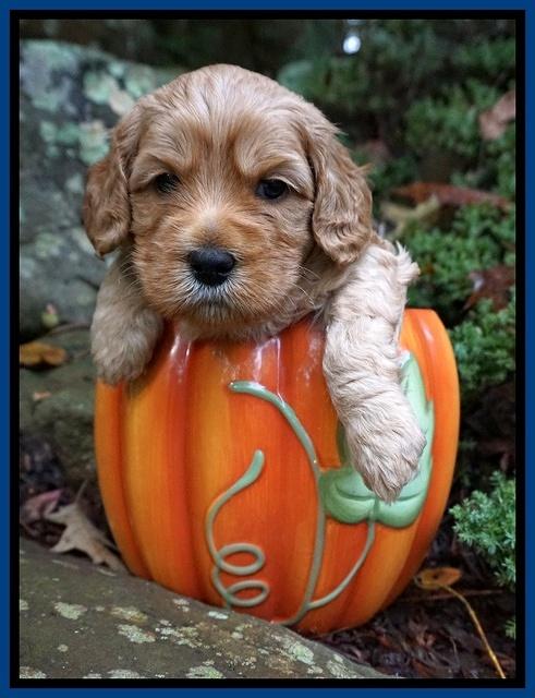 Ellie Blaze pups 4 wks old 21