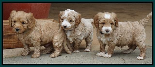 Ellie Blaze pups 5 wks old 361