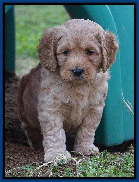 Ellie Blaze pups 6 wks old 21