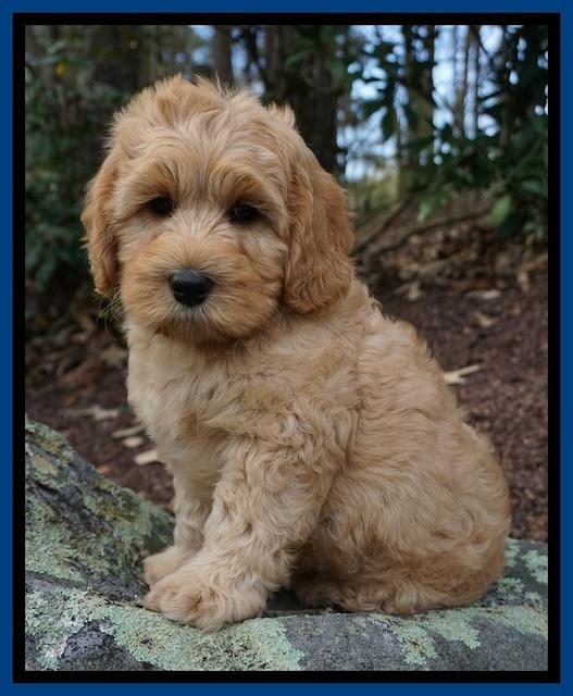 Ellie Blaze pups 8 wks old 3 022