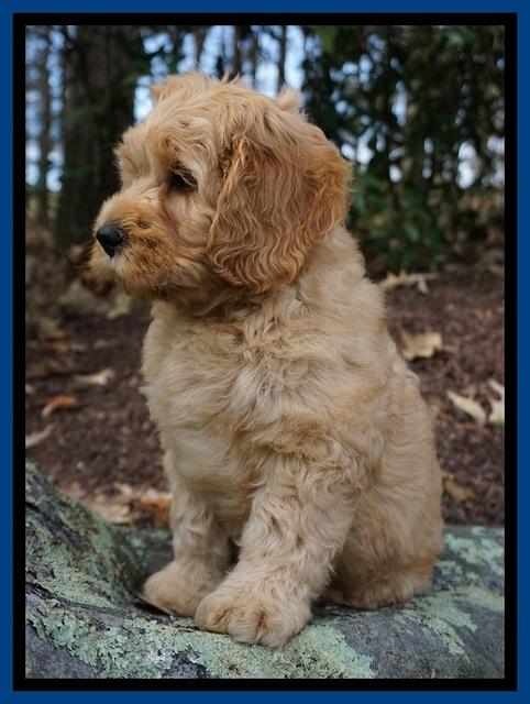 Ellie Blaze pups 8 wks old 3 025