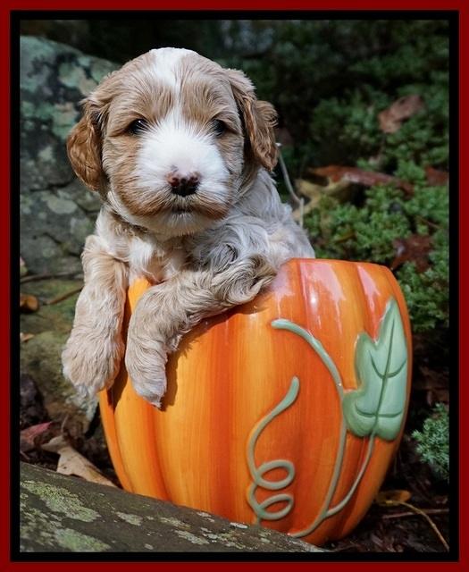 Ellie Blaze pups 4 wks old 41