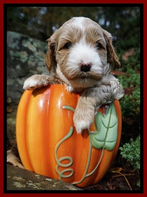 Ellie Blaze pups 4 wks old 51