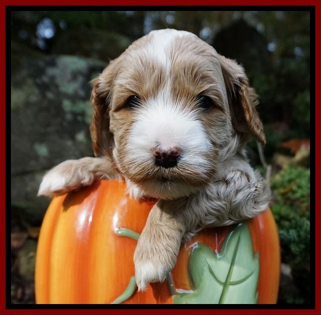 Ellie Blaze pups 4 wks old 61