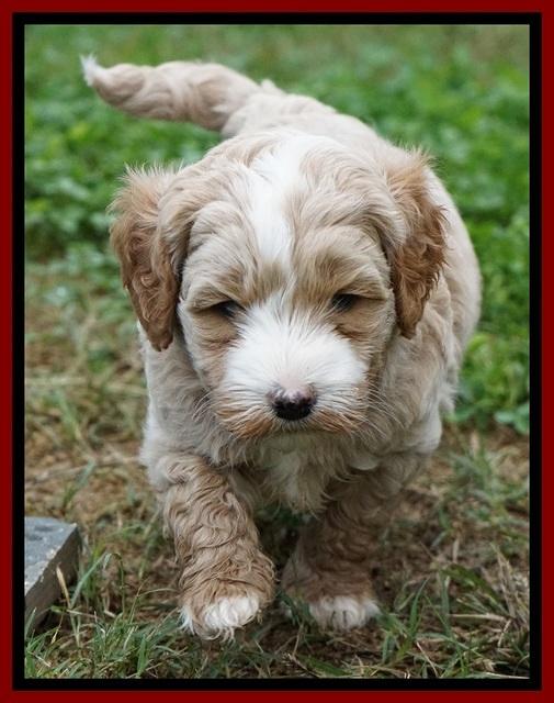 Ellie Blaze pups 5 wks old 101