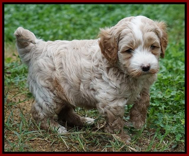 Ellie Blaze pups 5 wks old 81