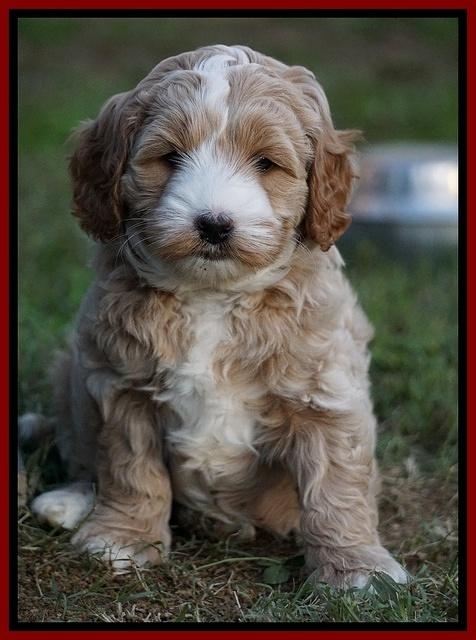 Ellie Blaze pups 6 wks old 61