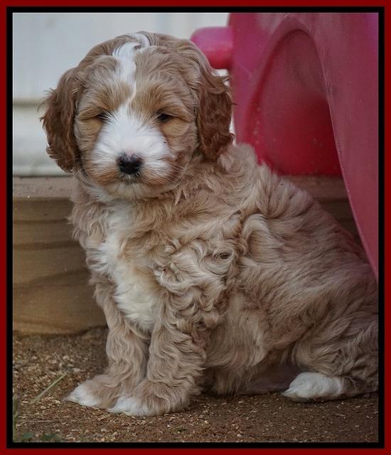 Ellie Blaze pups 6 wks old 71