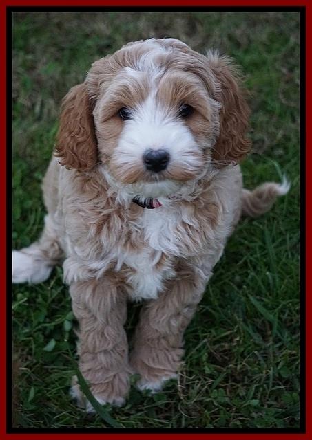 Ellie Blaze pups 7 wks old 2 119