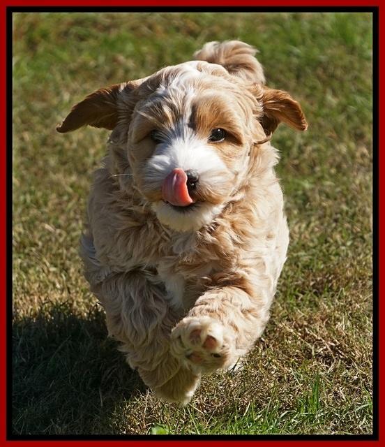 Ellie Blaze pups 7 wks old 61