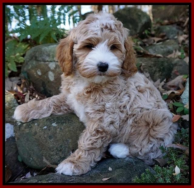 Ellie Blaze pups 8 wks old 1 003