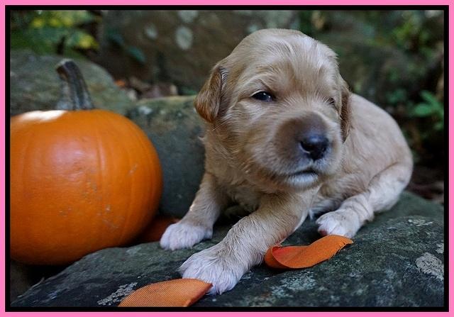 Elie Blaze pups 2 wks old 51