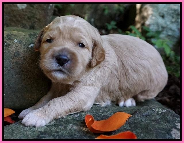 Elie Blaze pups 2 wks old 61