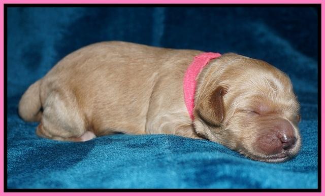 Ellie Blaze pups 1 wk old 71