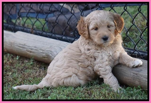 Ellie Blaze pups 6 wks old 101