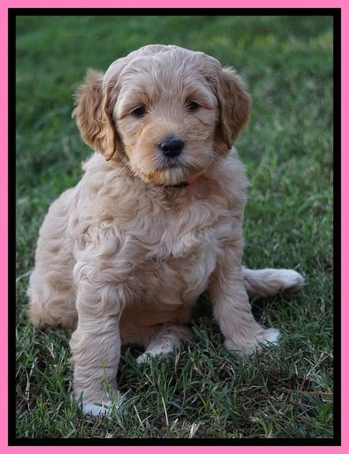 Ellie Blaze pups 6 wks old 121