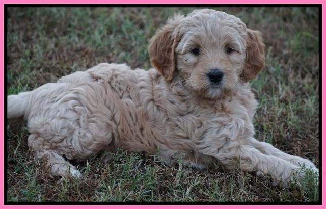 Ellie Blaze pups 7 wks old 2 090