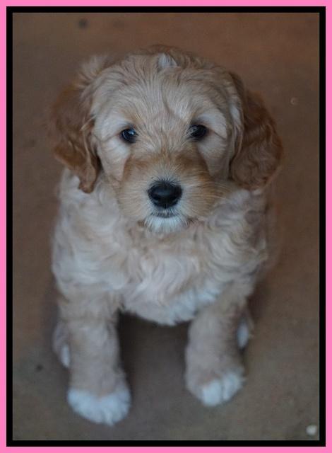 Ellie Blaze pups 7 wks old 2 129