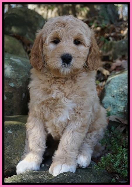 Ellie Blaze pups 8 wks old 1 065