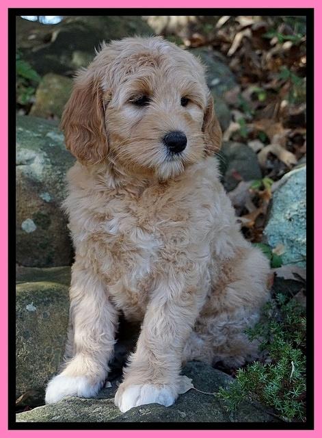 Ellie Blaze pups 8 wks old 1 071