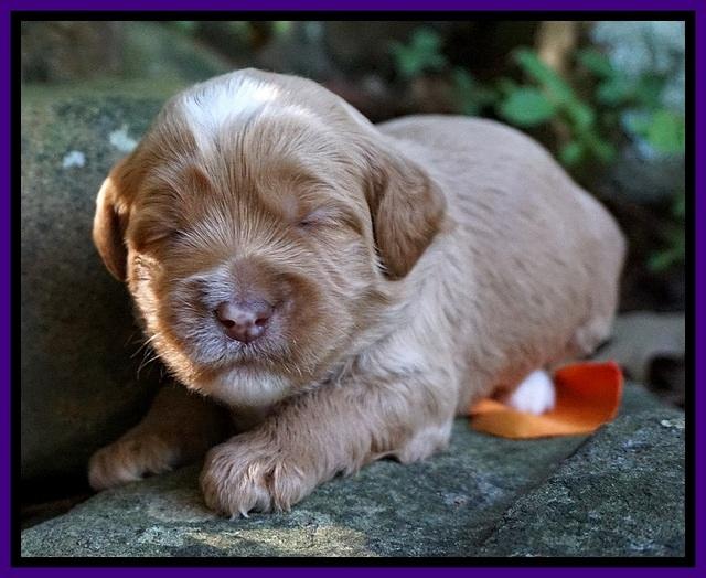 Elie Blaze pups 2 wks old 101