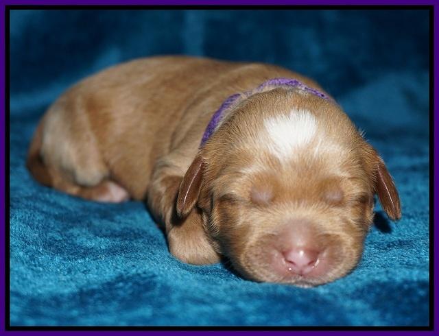 Ellie Blaze pups 1 wk old 101