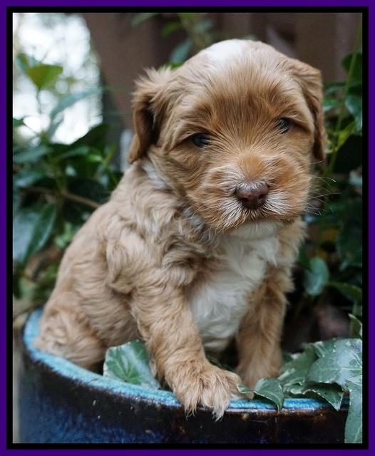 Ellie Blaze pups 4 wks old 131