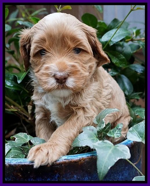 Ellie Blaze pups 4 wks old 141