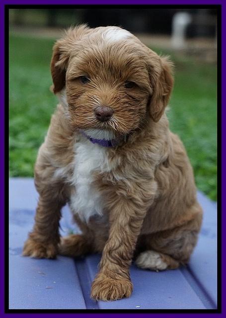 Ellie Blaze pups 5 wks old 171