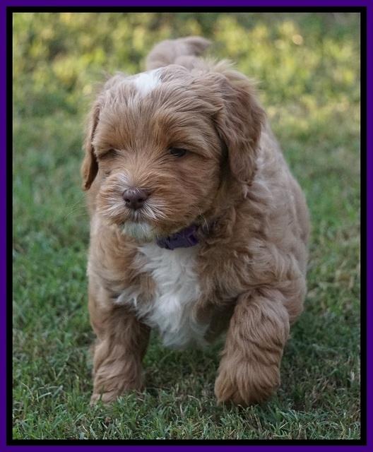 Ellie Blaze pups 6 wks old 171