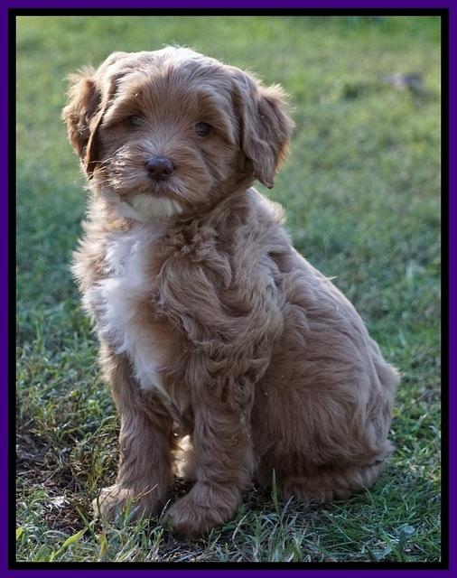 Ellie Blaze pups 7 wks old 141