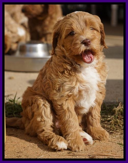 Ellie Blaze pups 7 wks old 161