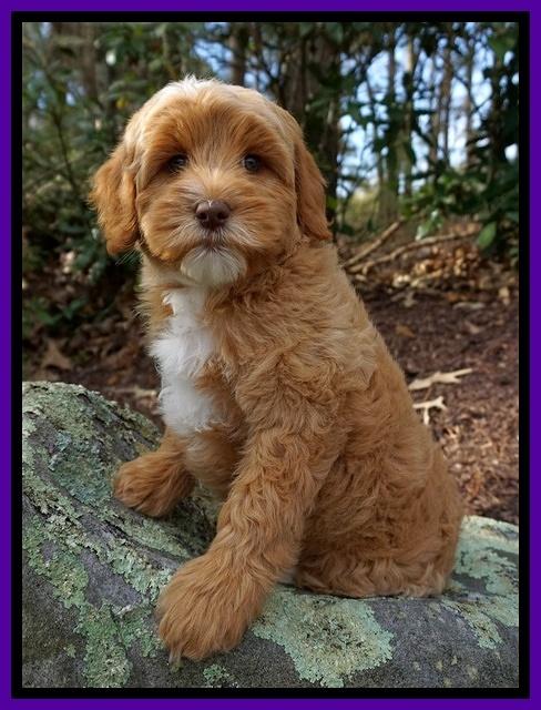 Ellie Blaze pups 8 wks old 3 050