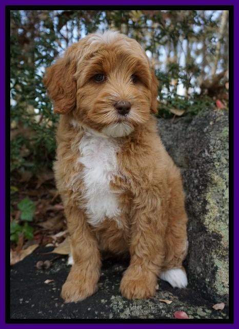 Ellie Blaze pups 8 wks old 3 075