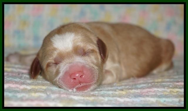 Ellie Blaze Newborn individ pics 101