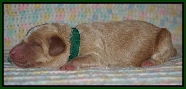 Ellie Blaze Newborn individ pics 91