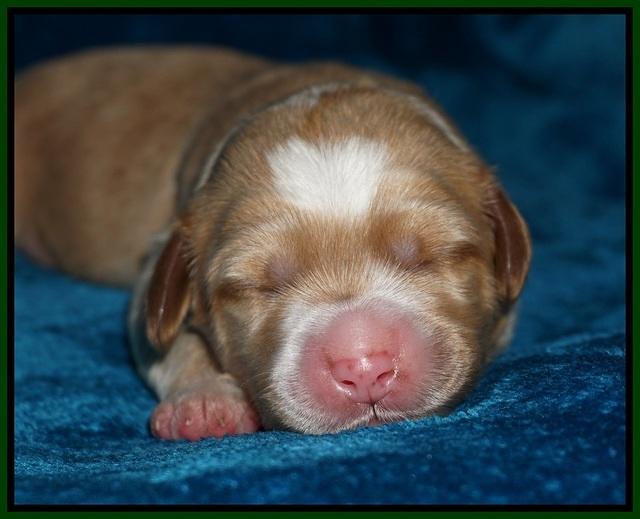 Ellie Blaze pups 1 wk old 121