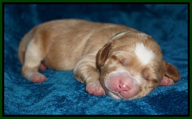 Ellie Blaze pups 1 wk old 81