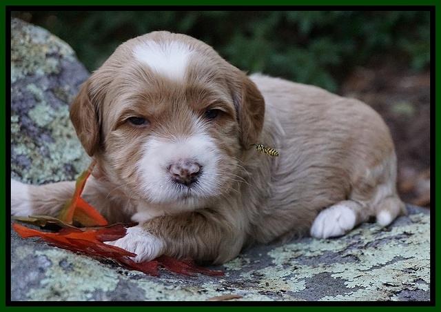 Ellie Blaze pups 3 wks old 131