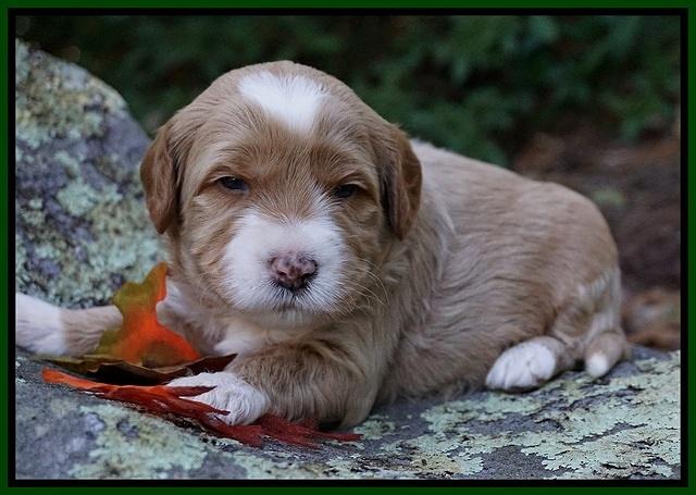 Ellie Blaze pups 3 wks old 141