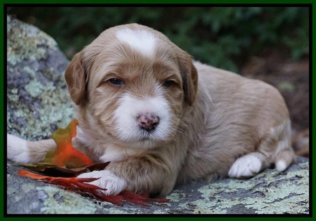 Ellie Blaze pups 3 wks old 151