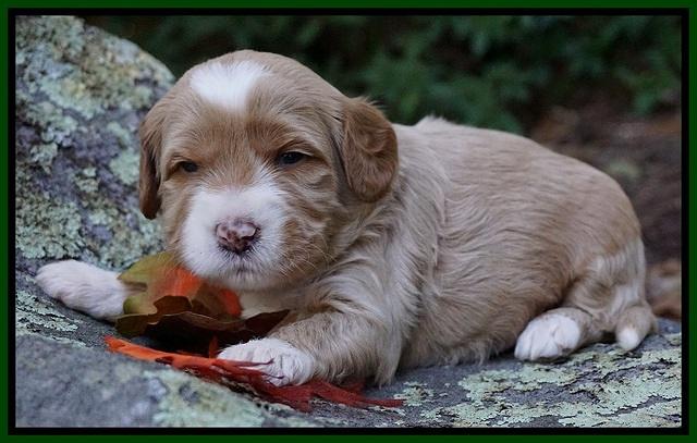 Ellie Blaze pups 3 wks old 161
