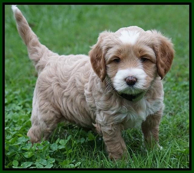 Ellie Blaze pups 5 wks old 241