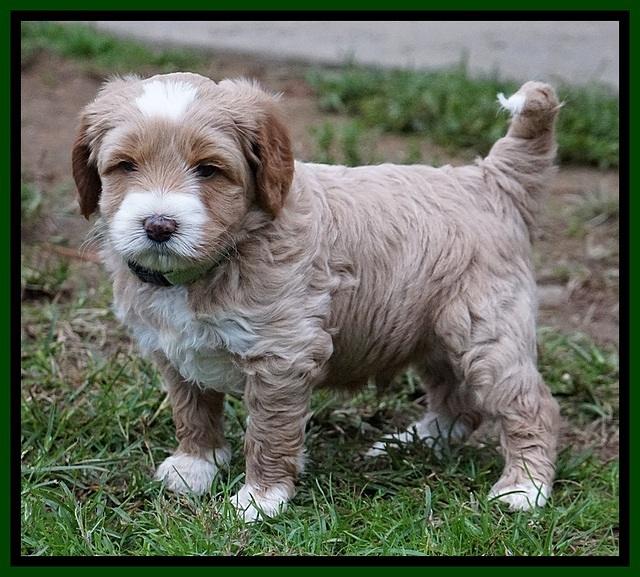 Ellie Blaze pups 5 wks old 251