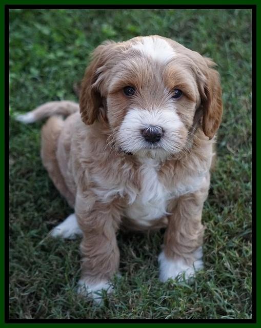Ellie Blaze pups 6 wks old 181