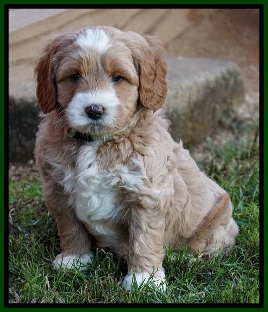 Ellie Blaze pups 6 wks old 191