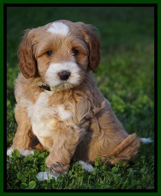 Ellie Blaze pups 6 wks old 201