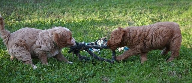 Ellie Blaze pups 6 wks old 281