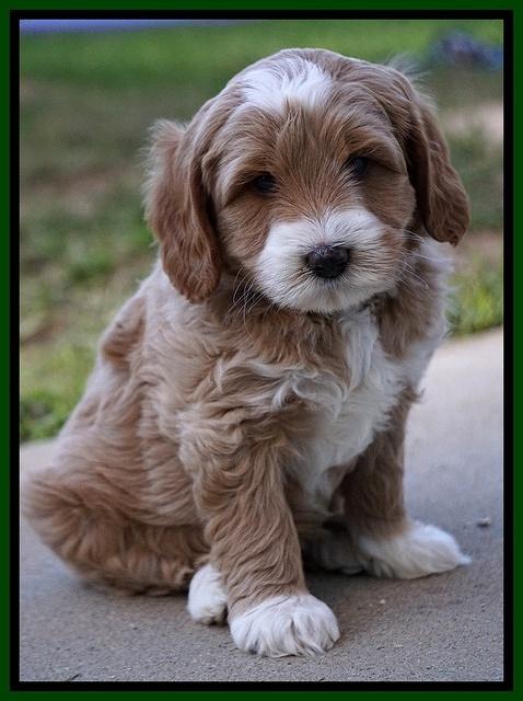 Ellie Blaze pups 7 wks old 181