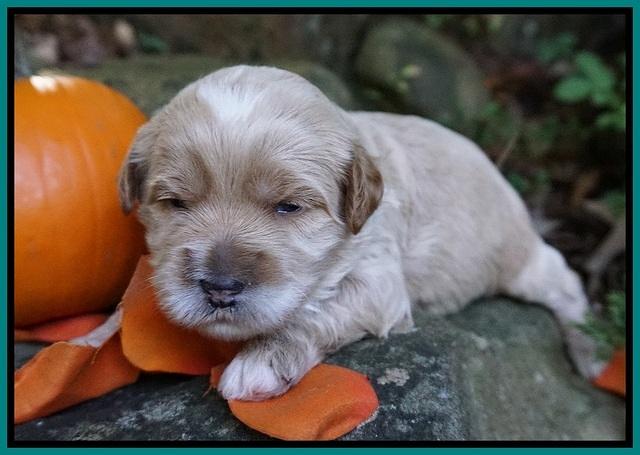 Elie Blaze pups 2 wks old 151